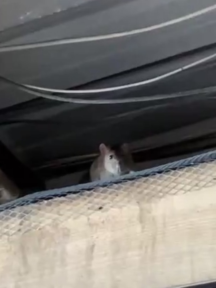 屋頂鼠